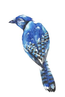Painting with watercolor Blue Jay. Krivolapova Tatiana