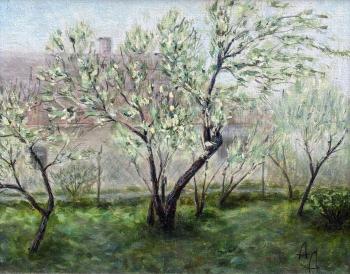 Blooming apple trees. Danilova Aleksandra