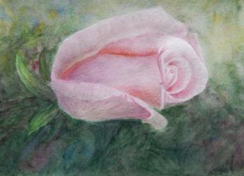 Rosebud (Garden Rose Bud). Fomina Lyudmila