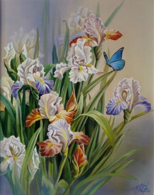 Irises magnificent. Samarskaya Helena