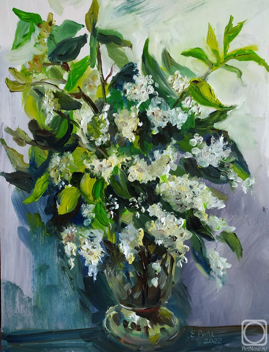 Ripa Elena. Untitled