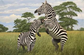 Two zebras. Roslik Evgeniya