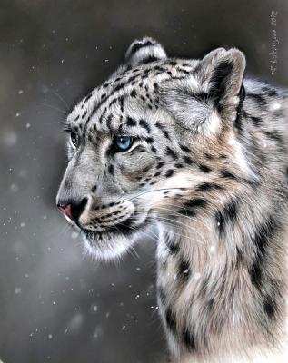 Snow leopard. Kukrusova Irina