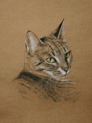 Portrait of a cat. Shirokova Svetlana
