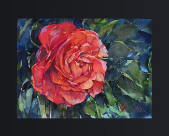 Beautiful rose. Eliseev Alexandr