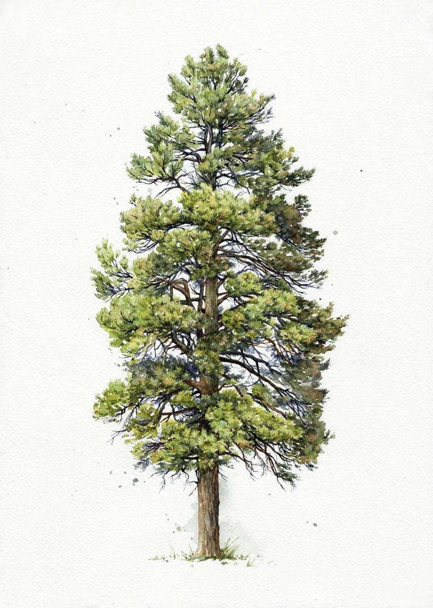 Shvetsov Dmitriy. Siberian pine