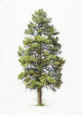 Siberian pine. Shvetsov Dmitriy