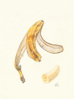 Banana. Gorelova Kristina