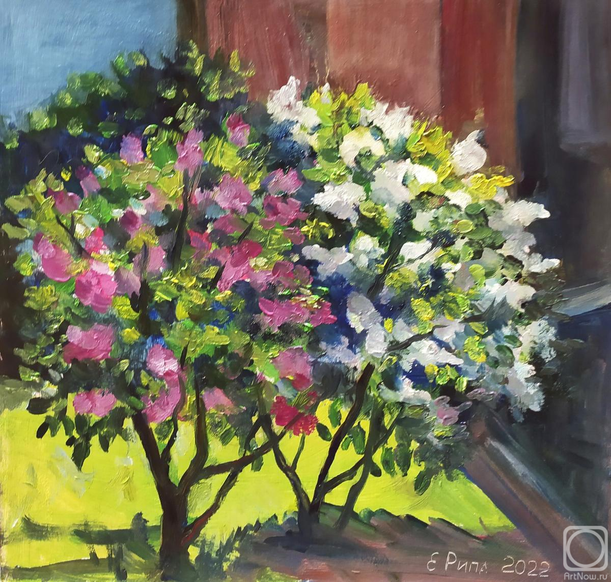 �������. ���� �����. ������ ������