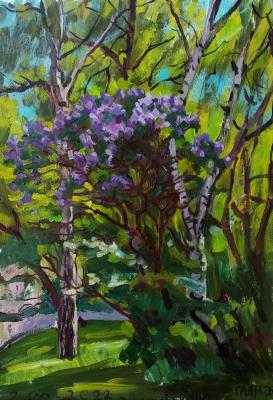 In the yard, lilacs and birches