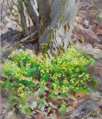Primroses at the roots of a tree