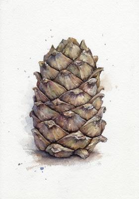 Cedar cone (Pine Cones). Shvetsov Dmitriy
