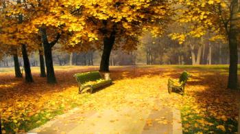 Maple gold (Fall Foliage). Fedorov Mihail