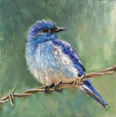 Blue sialia songbird. Scherilya Svetlana