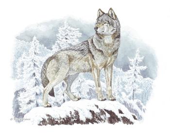 White snow, grey wolf. Fomin Nikolay