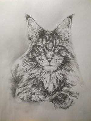 Cat mei kun (Cat Drawing). Selivanov Dmitriy