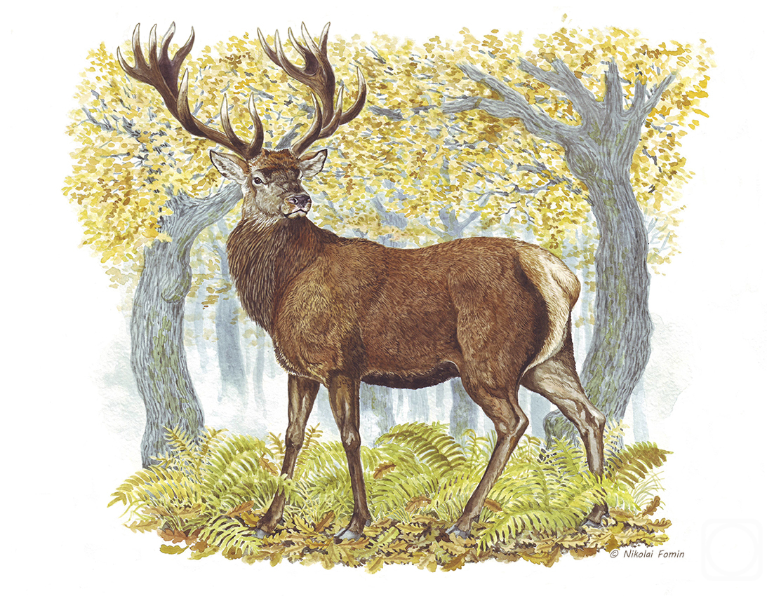 Fomin Nikolay. Red deer