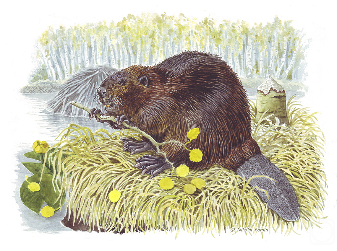 �������. ����� �������. ��������