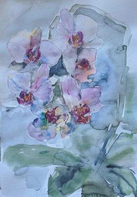 Orchids, flowers. Samoshchenkova Galina