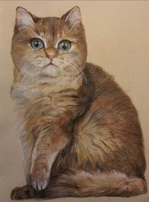 Portrait of a cat. Novikova Mariya
