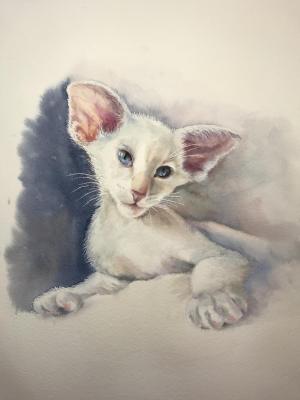 Oriental Kitten. Akimova Margarita