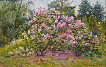 The Rhododendrons In botanical garden. Kostylev Dmitry
