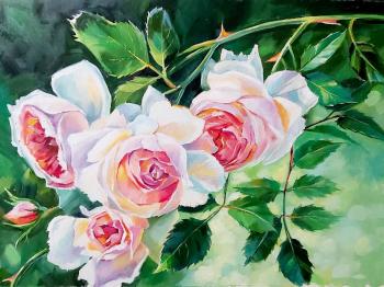 ���� "The Wedgwood Rose". ����������� �����