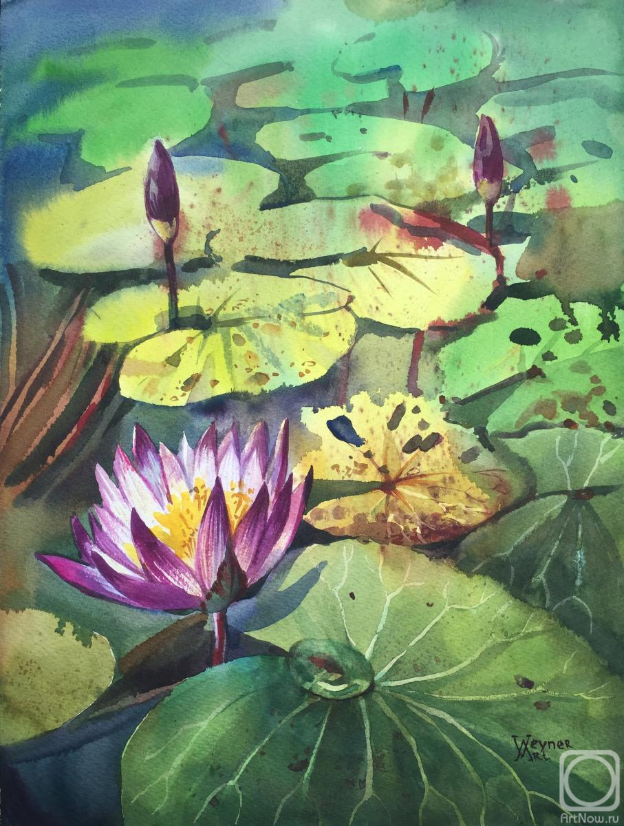 Veyner Nataliya. Lotus. Water lily
