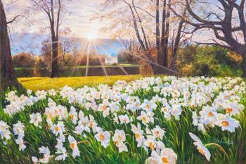 Daffodils at dawn. Romm Alexandr