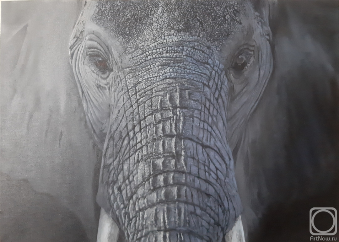 Sargsyan David. Elephant gaze