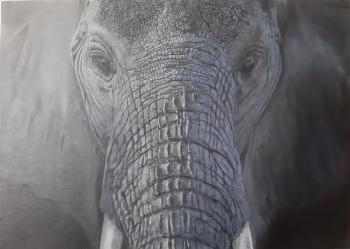 Elephant gaze (Portrait Of An Elephant). Sargsyan David