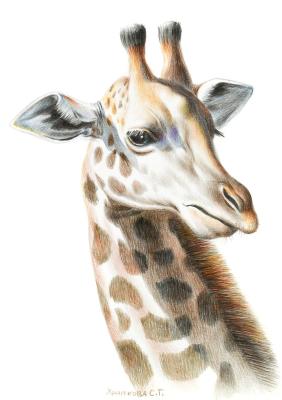 ������� �������