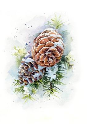 Winter cones (Pine Cones). Shvetsov Dmitriy