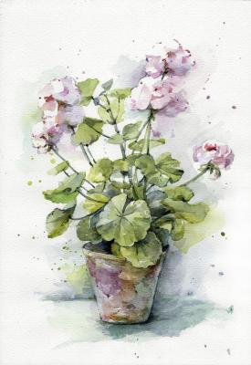 Geranium in a pot. Shvetsov Dmitriy