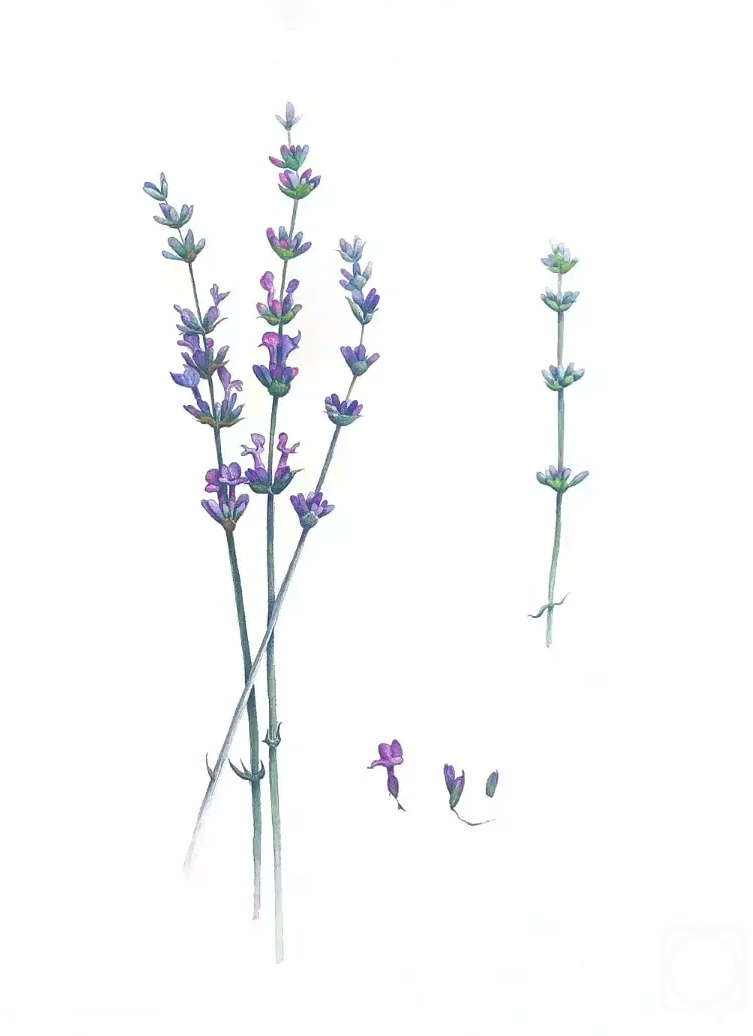 �������. ���������� ��������. �������