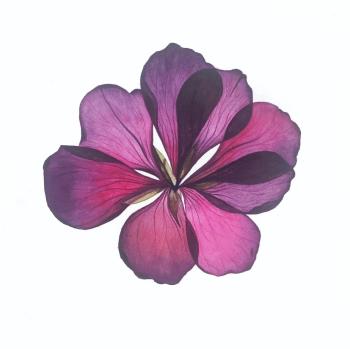 Transparent petals. Bondarenko Viktoriya