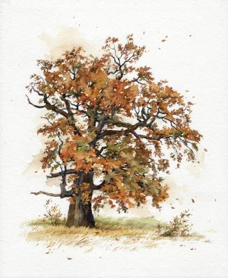 Autumn oak. Shvetsov Dmitriy