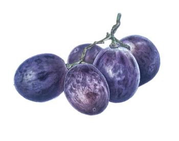 ������� ���������