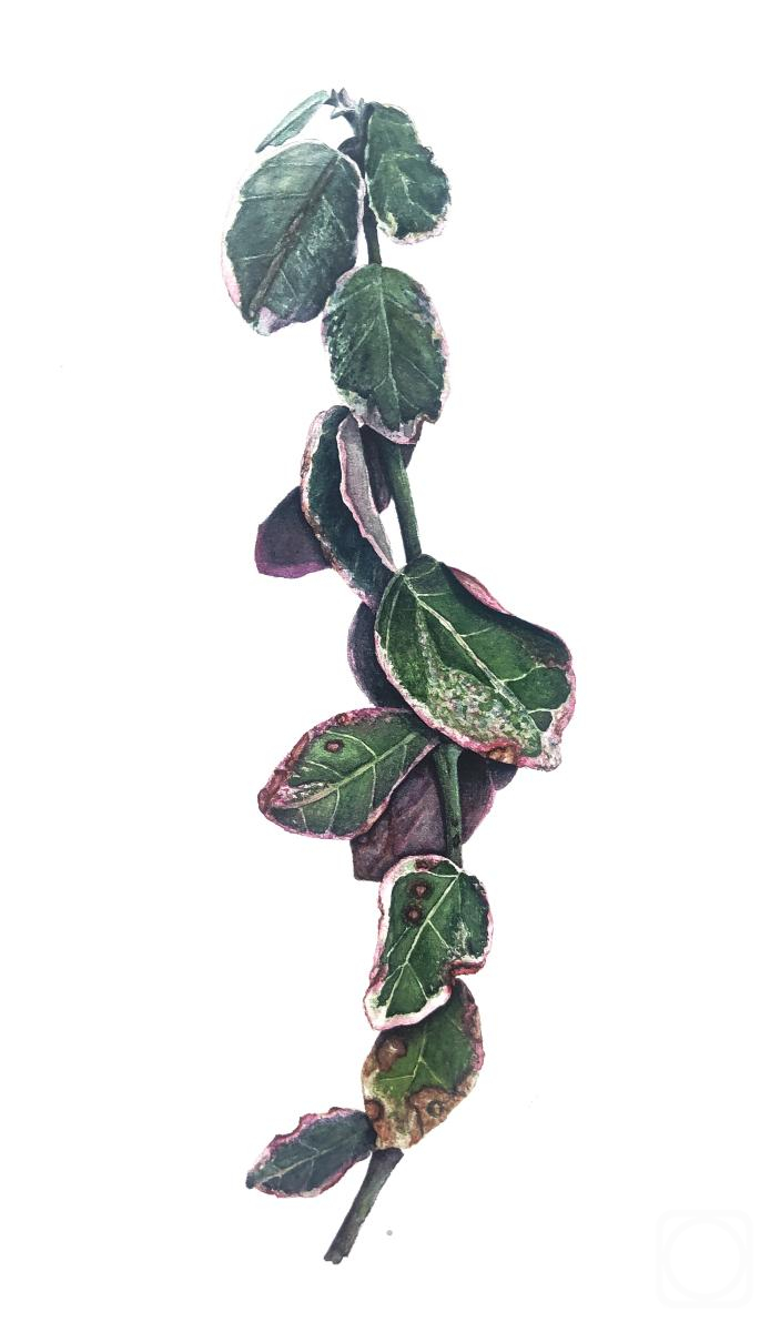 �������. ���������� ��������. ����� ����������