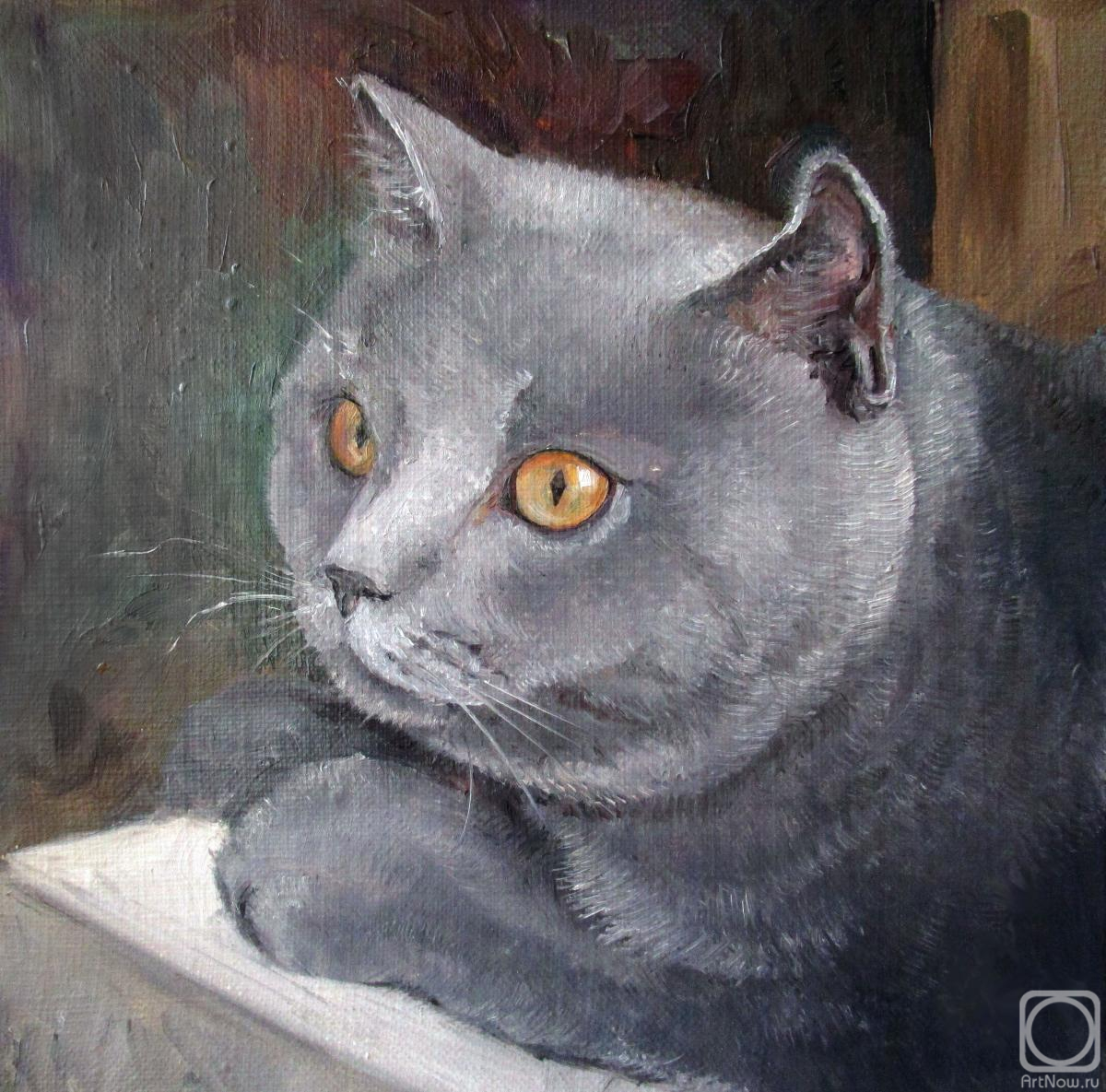Serova Aleksandra. Portrait of the british cat