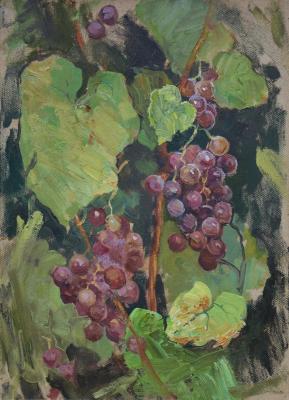 Vine Study ( ). Balakin Artem