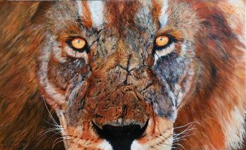 Lion gaze. Sargsyan David