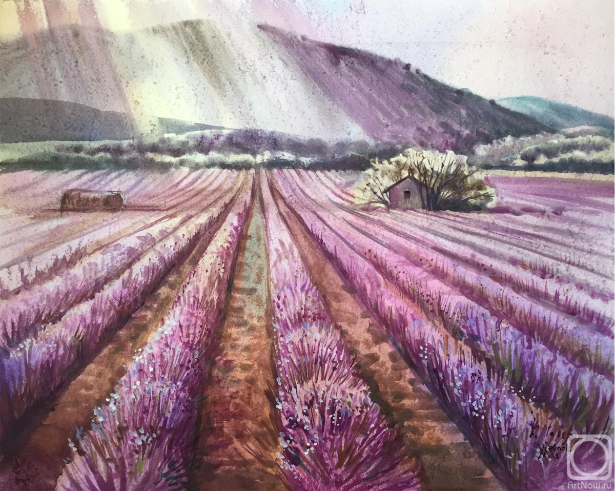Veyner Nataliya. Lavender field. Landscape of France