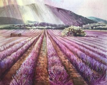 Lavender field. Landscape of France (Purple Field). Veyner Nataliya