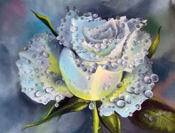 White rose in raindrops. Roenko Tatyana