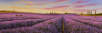 Lavender fields. Zhaldak Edward