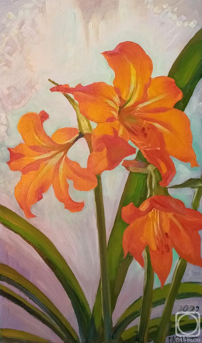 Dobrovolskaya Gayane. Hippeastrum on a winter window