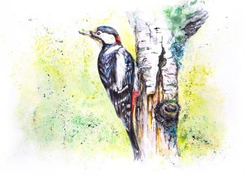 Woodpecker (Grafika). Starodubov Platon