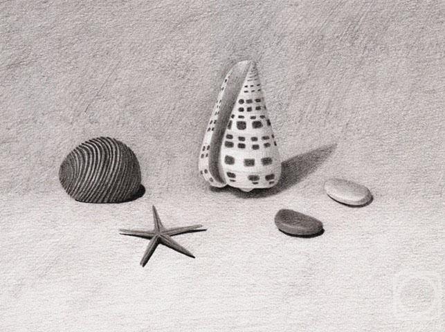 Rustamian Julia. Still life with shells