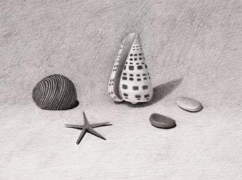 Still life with shells. Rustamian Julia